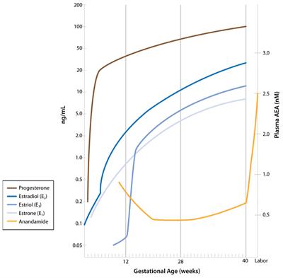 Endocannabinoid System in Pregnancy Maintenance and Labor: A Mini-Review